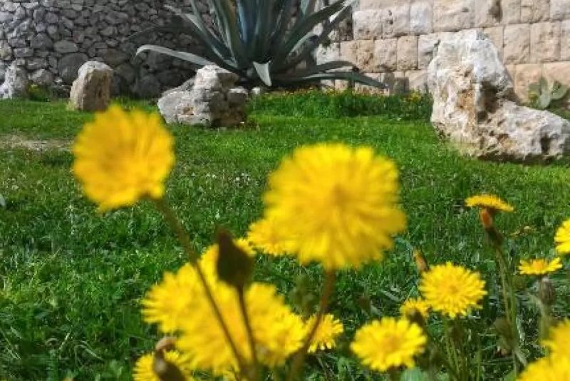 Masseria Conti Filo B&B Altamura, a Altamura