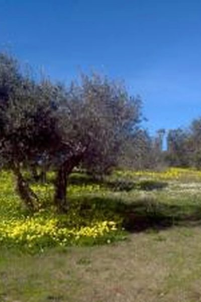 Agriturismo Su Livariu di Teresa Casu, a Siamaggiore