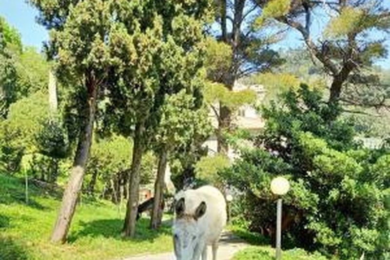 Villa dAlbertis in Genova